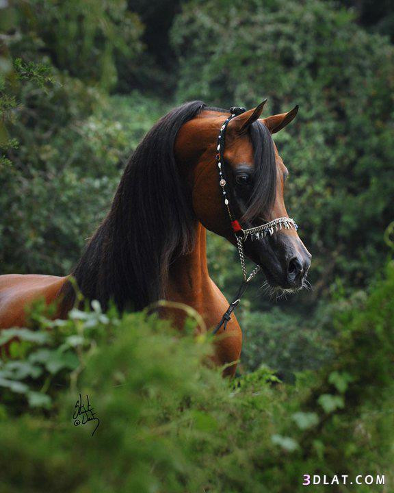 $detail['consumer_title_ar']